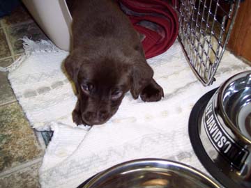 Baby Tucker