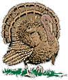 turkey