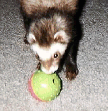 Chloe with her ball.