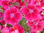 Dianthus -- Close up