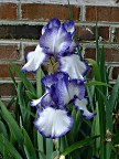 More Irises