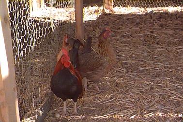 Chickens