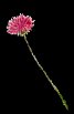 aster