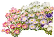 asters