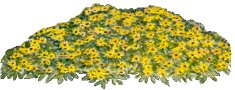 creeping zinnia