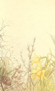 daffodil