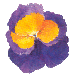 pansy