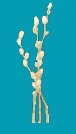 pussywillow