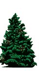 fir tree