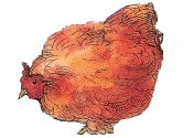 red hen