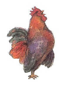 rooster
