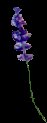 salvia