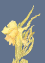 daffodil