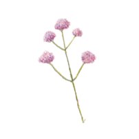 verbena