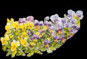 violas