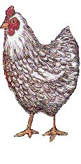 white hen