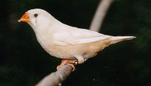 Cream Hen