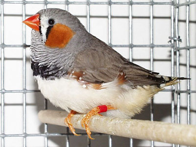 English Gray cock
