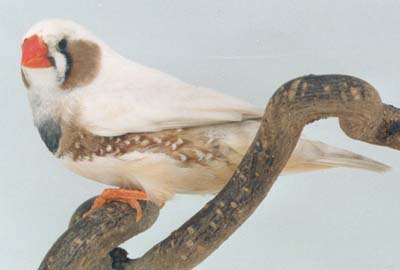 A Gray Cheeked cock