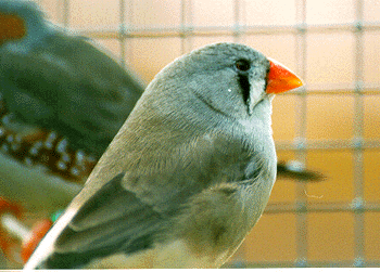 Normal Hen
