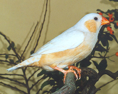 An Isabel OB Fawn hen