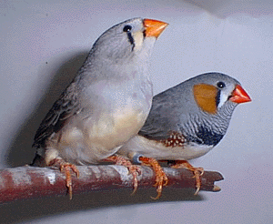 Normal Pair