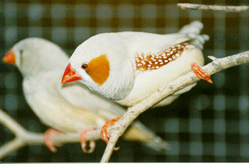 Recessive Silver