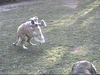 Blaze playing