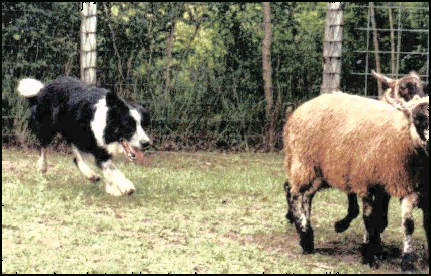 Dan herding