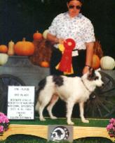 Dash wins a herding trophy