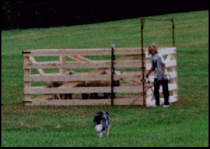 Indy at national specialty herding trial