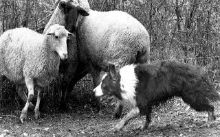 Judd herding sheep