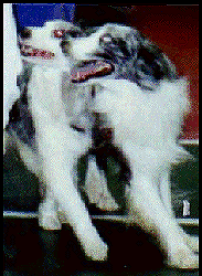 Merlin and Tessa in brace class
