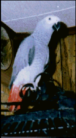 Sweetie sitting on top of cage