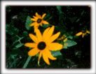 Maryland's State Flower the Black Eyed Susan ... a simple yet elegant flower