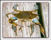 MD Blue Crab
