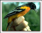 Maryland's State Bird the Baltimore Oriole ... I LOOOVVVEE the ORIOLES!!!! ... oh, and what a beautiful, colorful bird too&nbsp;&nbsp;= P
