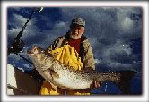 MD Striped Bass (Rockfish)