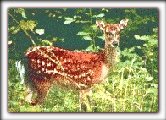 Maryland's White Tail Deer ... a hunter's favorite catch