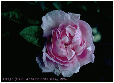 Sterling Silver Rose