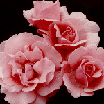 Queen Elizabeth, 1955 AARS winner