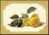 yellow roses