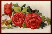 red roses