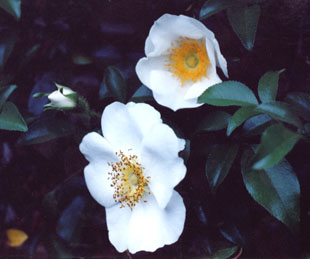 picture of the Cherokee Rose