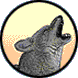 picture of coyote