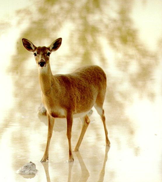 picture of 
a deer></center>
<br><br>
<p><center>Long ago, animals and people lived together 
peaceably and talked with each other. But when the people  
began to multiply rapidly, the animals were crowded into 
the forests. 
<p>The people began to destroy the animals for their skins 
and furs, not for food. The animals became angry at such 
treatment by their former friends, and agreed they must 
punish the people. 
<p>The bear tribe met in council, presided over by Old 
White Bear, their Chief. After several bears had spoken 
against the people, for their bloodthirsty ways, war was 
unanimously agreed upon. But what kind of weapons should 
the bears use? 
<p>Chief Old White Bear suggested that they use man's 
weapon, the bow and arrow, that it should be turned against 
him. All of the council agreed. 
<p>While the bears worked to make the bows and arrows, they 
wondered what to do about bowstrings. One of the bears 
offered himself to provide the strings, and the others 
searched for wood for the arrows. 
<p>When the first bow was completed and tried, the bear's 
claws could not release the strings to shoot the arrow. One 
bear offered to cut his claws, but Chief Old White Bear 
would not allow him to do that, because without claws he 
could not climb trees for food and safety. So the bears 
could not use the bows and arrows against man.
<p>The deer tribe called together its own council, led by 
Chief Little Deer. They decided that any Indian hunters, 
who killed deer without asking permission , should be 
afflicted with painful arthritis. 
<p>After this decision, Chief Little Deer sent a messenger 
to their nearest neighbours, the Cherokee People. And told 
them 