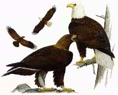 Eagles