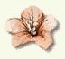 The Lippishe Rose