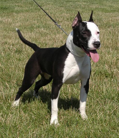 UKC CH Perdue's Legendary Talon of Black Pearl