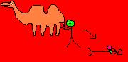 Camels spit! Ewwwww!